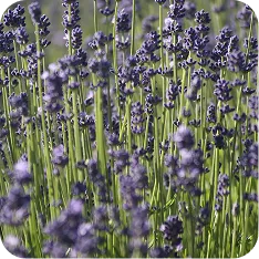 LAVANDA
FRESCA