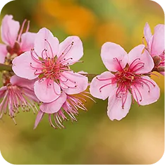 FLOR DE
MELOCOTÓN