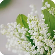 FLORES
BLANCAS