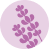 Lavanda